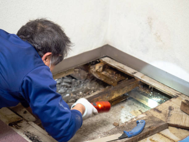 Mold Removal and Inspection in Riverdale, NJ