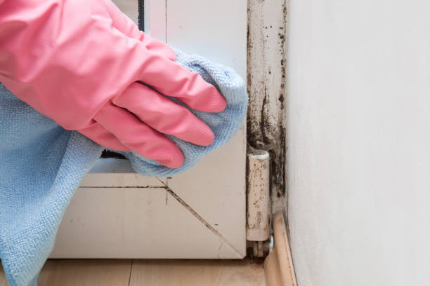 Best Attic Mold Removal  in Riverdale, NJ